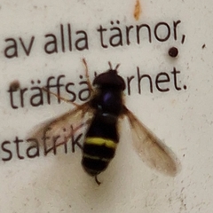 Dasysyrphus tricinctus
