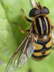 Helophilus fasciatus