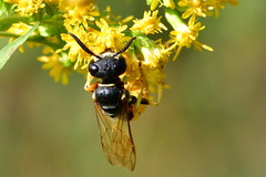 Philanthus triangulum