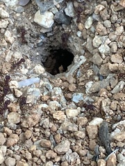 Acromyrmex versicolor