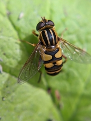Helophilus fasciatus