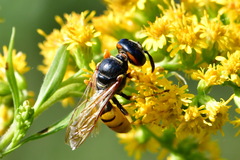 Philanthus triangulum