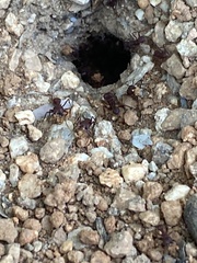 Acromyrmex versicolor