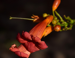 Campsis radicans