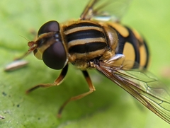 Helophilus fasciatus