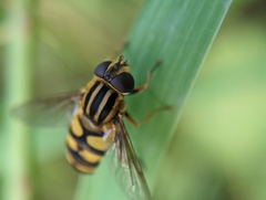 Helophilus fasciatus