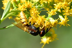 Philanthus triangulum