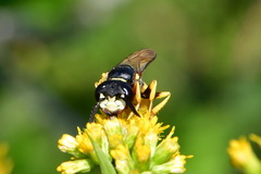 Philanthus triangulum