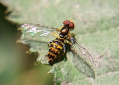 Toxomerus occidentalis