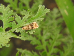 Syricoris lacunana