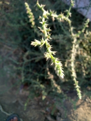 Salsola