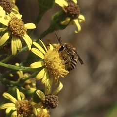 Colletes hederae