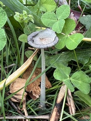 Coprinopsis lagopus