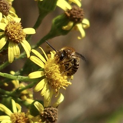 Colletes hederae