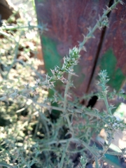 Salsola