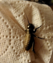 Gryllus campestris