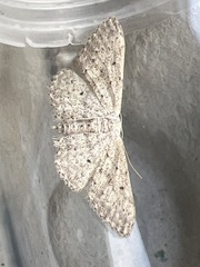 Idaea seriata