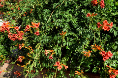 Campsis radicans