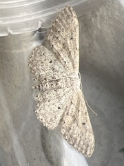 Idaea seriata