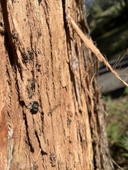 Ommatoiulus moreleti