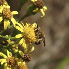 Colletes hederae