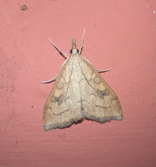 Udea profundalis