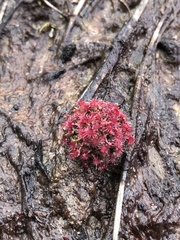 Drosera pygmaea