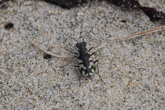 Cicindela latesignata