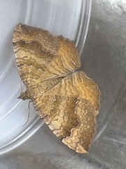Camptogramma bilineata