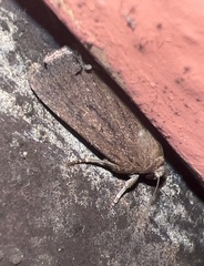 Amphipyra tragopoginis