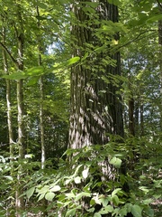 Quercus shumardii