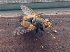 Tachina fera