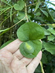 Gaeotis nigrolineata