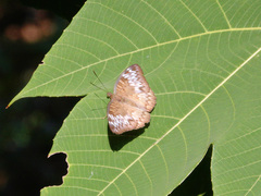 Euthalia monina
