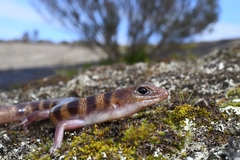 Eremiascincus richardsonii