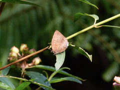Arhopala centaurus