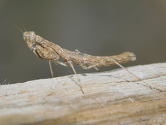 Litaneutria minor