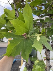 Platanus × hispanica