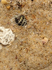 Tenguella marginalba