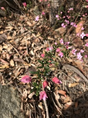 Boronia ledifolia