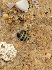 Tenguella marginalba