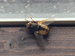 Tachina fera