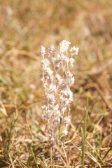 Filago arvensis