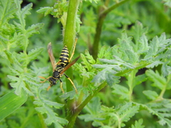 Polistes dominula