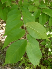 Ulmus rubra