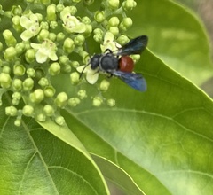 Euaspis polynesia