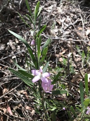 Eriostemon australasius