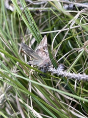 Autographa