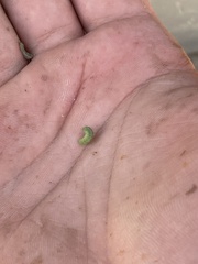 Trichoplusia ni