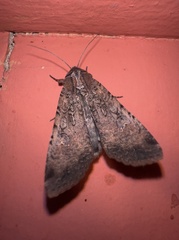 Peridroma saucia